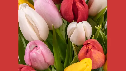 Букет из&nbsp;25 тюльпанов стандарт микс под&nbsp;ленту