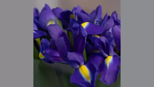 Ирисы Гонк Конг: 19 штук - глубокий синий цвет