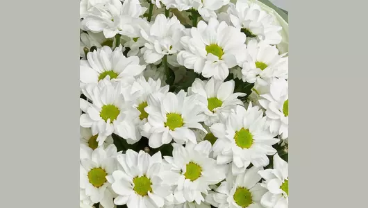 Хризантема кустовая в&nbsp;букете "Бакарди" FMART by flowwow