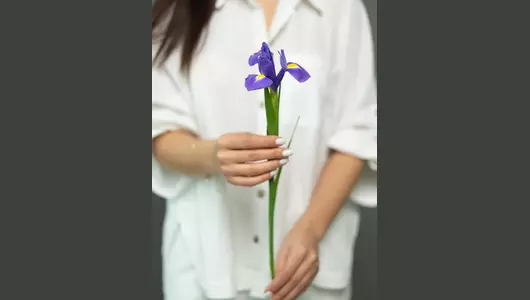 Ирис голландский  5шт.