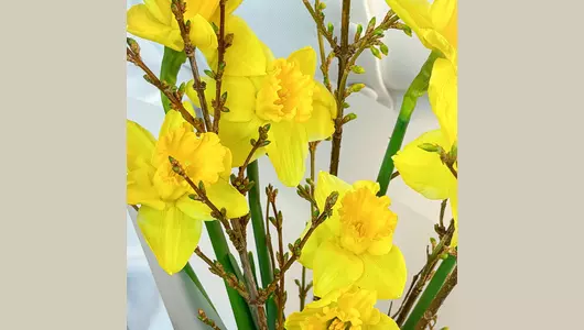 Авторский букет из&nbsp;форзиции и&nbsp;нарциссов "Луч солнца" FMART by flowwow