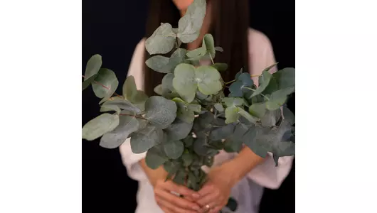 эвкалипт-цинерия из&nbsp;Израиля (5 веток)