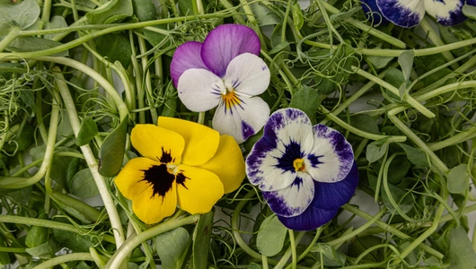 Микс салатный "Цветочное настроение", 50 г