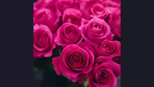 Букет из&nbsp;23 розовых роз Пинк Флойд (70см)