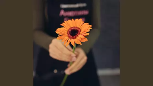 Яркая оранжевая гербера  5шт. (60см)