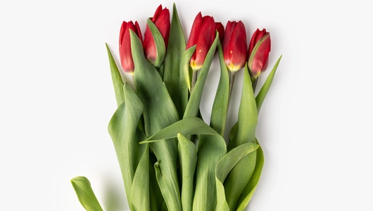 Тюльпаны букет, 5 шт