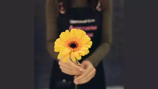Яркая желтая гербера  5шт. (60см)