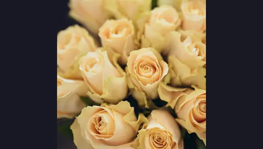 Букет из&nbsp;роз Шарман 21 шт (50см)