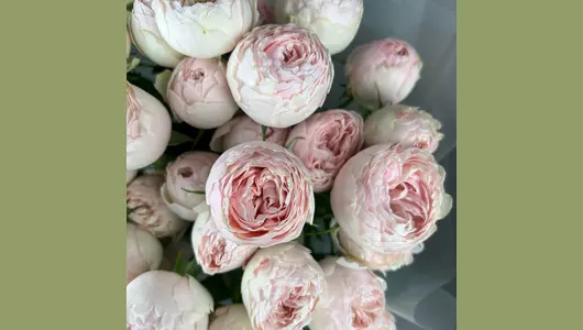 Моно Мэнсфилд парк (11шт) FMART by flowwow