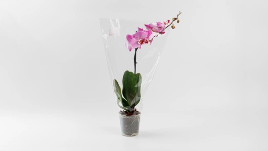 Фаленопсис в горшочке, шт