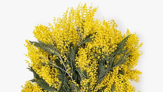 Мимоза букет
