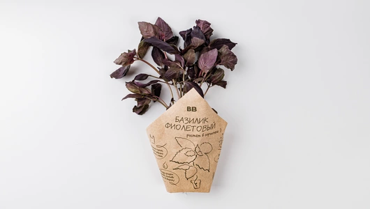 Базилик фиолетовый в горшочке, шт