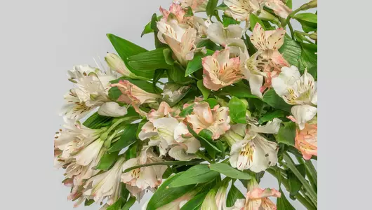 Букет из&nbsp;11 нежных альстромерий микс