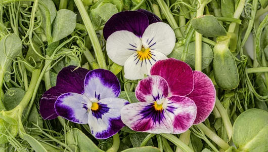 Микс салатный "Цветочное настроение", 50 г