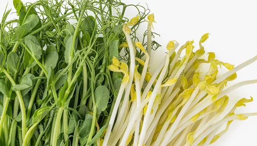 Микс из&nbsp;микрозелени гороха, 50 г