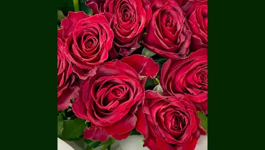 Красная роза в&nbsp;упаковке 15 штук FMART by flowwow