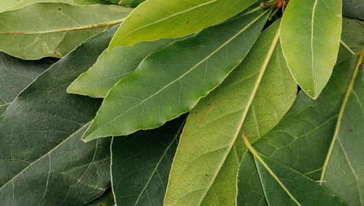 Лавровый лист свежий, 20 г Лавровый лист свежий, 20 г