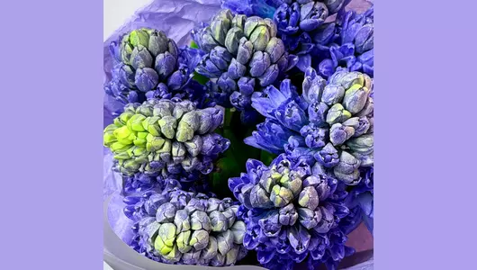 Монобукет из&nbsp;9 синих гиацинтов "Весенний акцент" FMART by flowwow