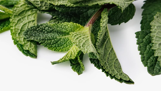 Мята свежая, 10 г