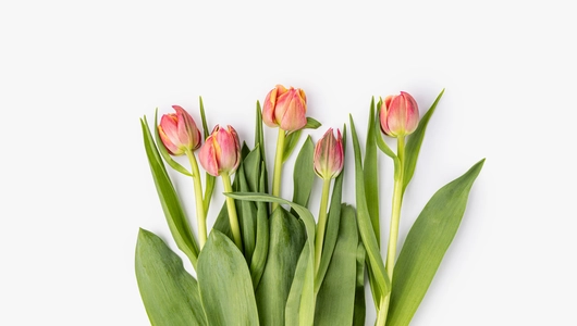 Тюльпаны букет, 5 шт