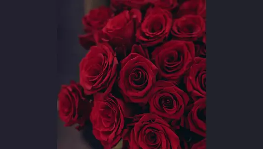 Красная роза 5шт. (70см)