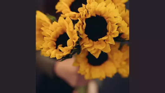 Подсолнух  5шт.