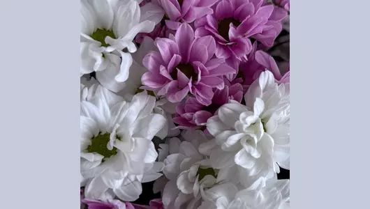 Букет «Снежный рассвет» из&nbsp;15 хризантем FMART by flowwow