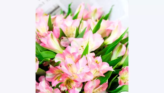 Букет "Розовая магия" из&nbsp;11 розовых альстромерий FMART by flowwow