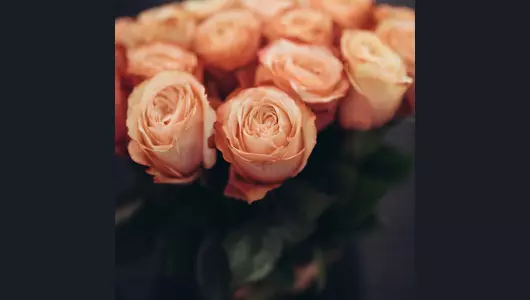 Роза пионовидная кахала 25 штук (70см)