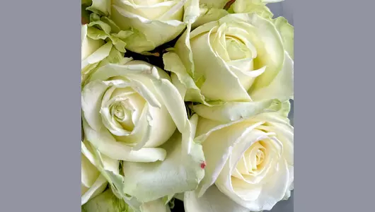 Букет 15 белых роз Аваланж FMART by flowwow