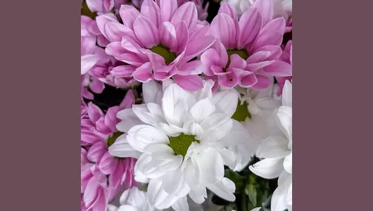 Букет «Сладкий зефир» из&nbsp;11 хризантем FMART by flowwow