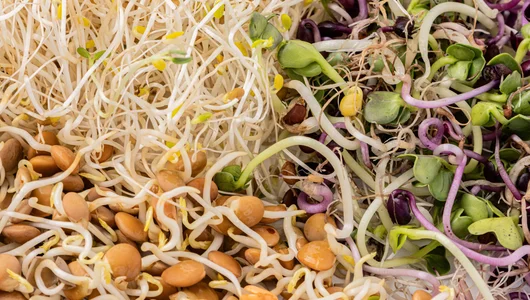 Микс из&nbsp;проростков чечевицы, ростков люцерны и&nbsp;редиса, 50г