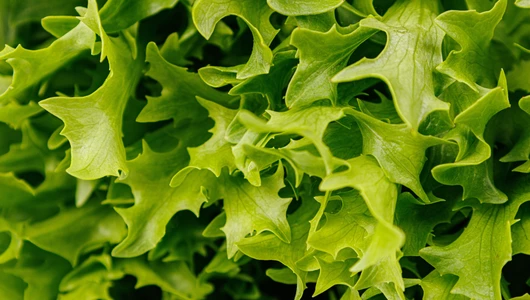 Салат латук экзакт, шт