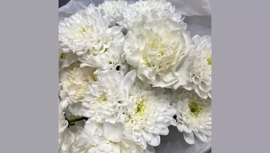 Пушистый белоснежный букет для&nbsp;любимой. Гвоздики и&nbsp;хризантемы FMART by flowwow