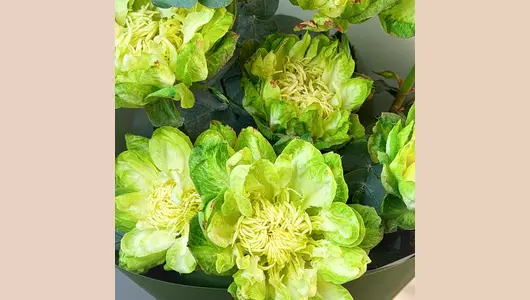 Монобукет из&nbsp;зелeных роз сорта Вегги "Эстетика природы FMART by flowwow