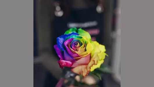 Роза рейнбоу 5шт. (70см)