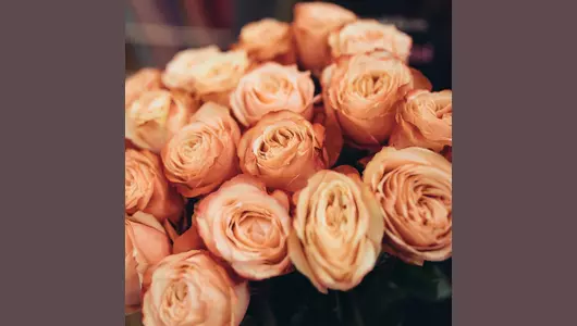 Роза пионовидная кахала 25 штук (70см)