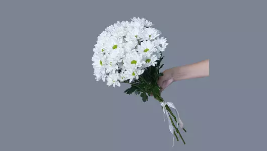 Монобукет из 5 кустовых белых Хризантем под ленту