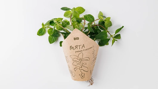Мята в горшочке, шт