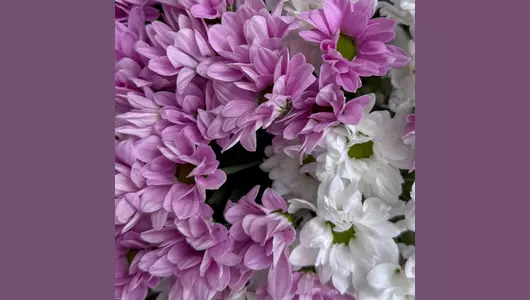 Букет «Снежный рассвет» из&nbsp;15 хризантем FMART by flowwow