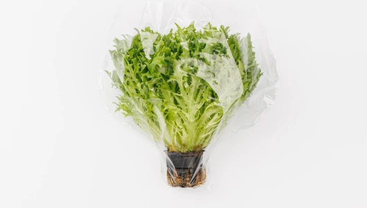 Салат латук экзакт, шт