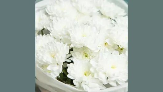 Белое облако хризантемы FMART by flowwow