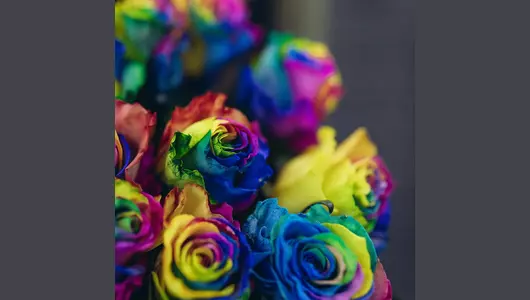 Роза рейнбоу 5шт. (70см)