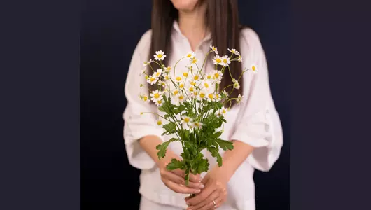 Ромашка-танацетум из&nbsp;Италии: теплота и&nbsp;забота (5шт)