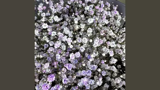 Лавандовое облачко FMART by flowwow