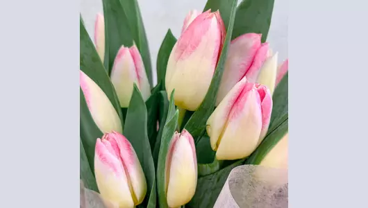 Букет 15 розовых тюльпанов FMART by flowwow