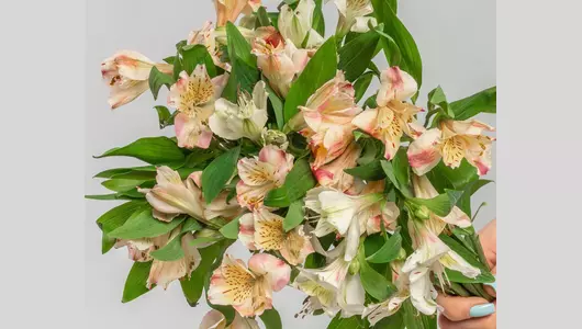 Букет из&nbsp;9 нежных альстромерий микс