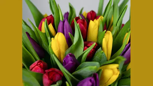 Букет из&nbsp;35 тюльпанов микс стандарт под&nbsp;ленту