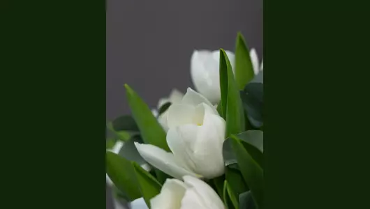 Пышный букет из&nbsp;25 белоснежных тюльпанов