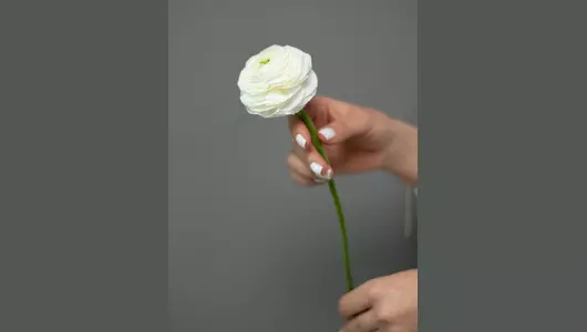 Ранункулюс белый  5шт.